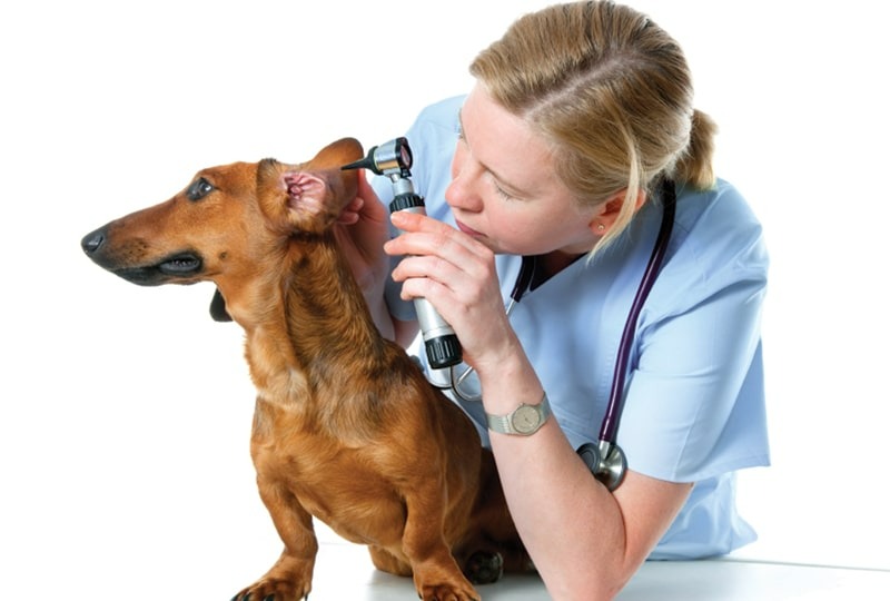 gima pre veterinárov